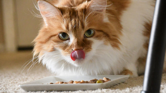 Best Way To Feed Your Cat?