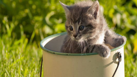 Keeping Cats Out Of Your Garden