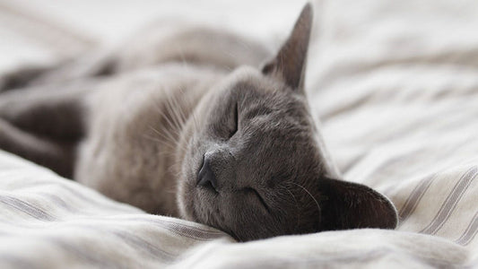 Where Does Your Cat Nap?