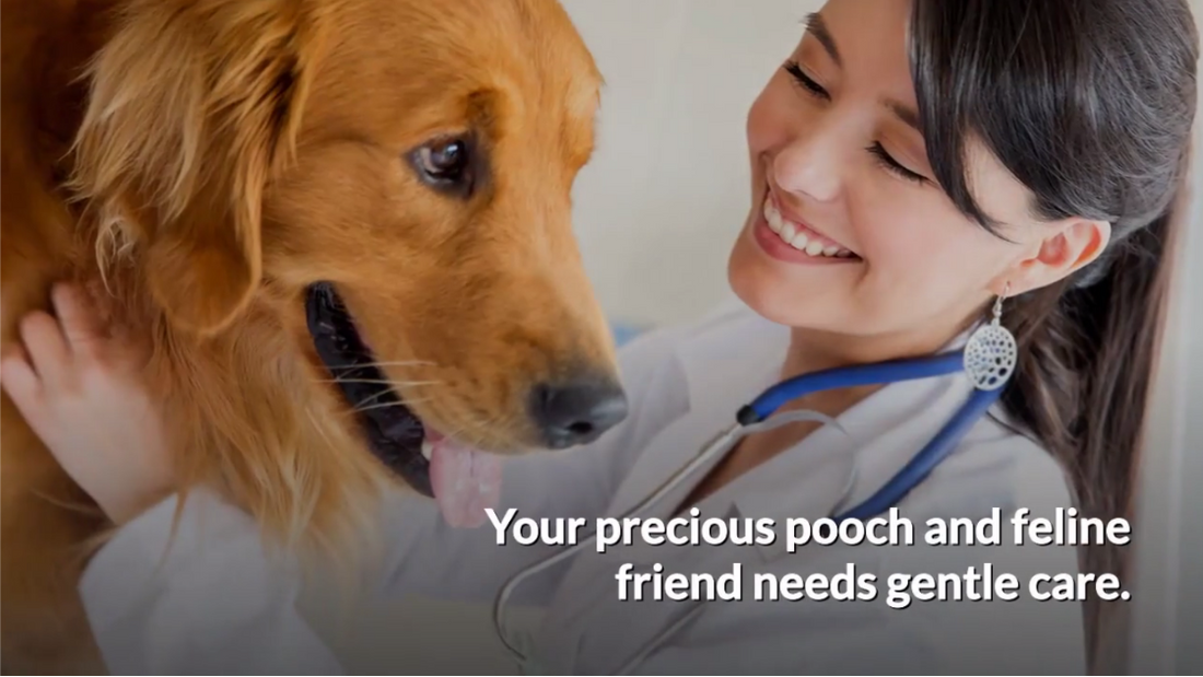 How To Manage Pet Hair - Deshedding Tool Review