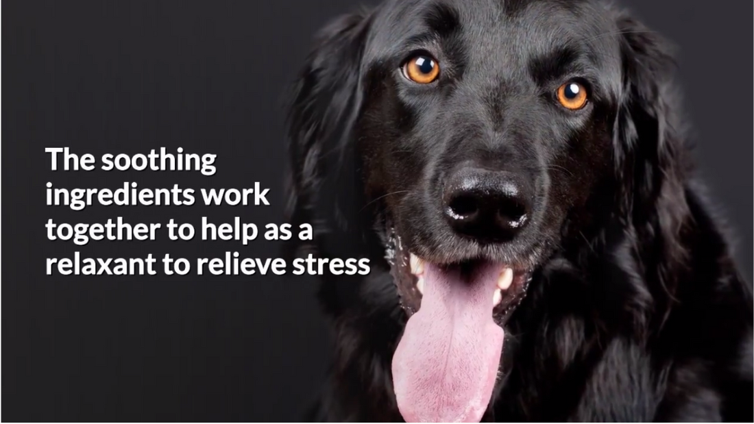 Dog Calming Treats- How To Relax My Dog