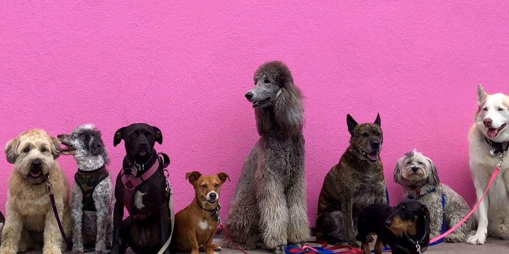 Fun and Surprising Facts about Dogs