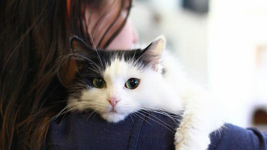 7 Benefits of Owning a Cat