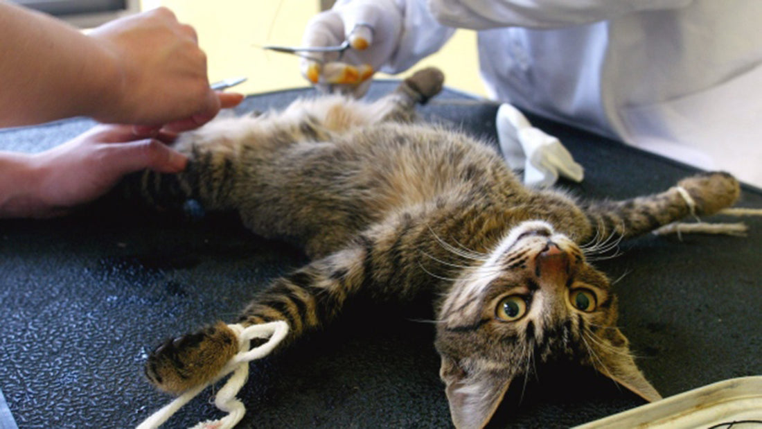 Reasons For Neutering Your Cat