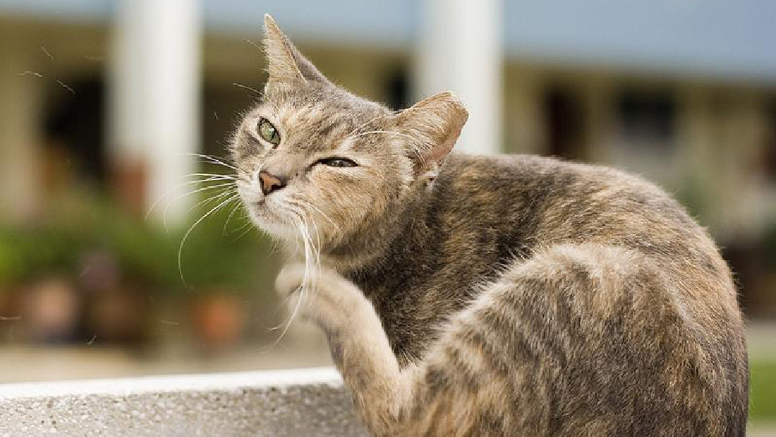 How To Stop Your Cat Scratching - Get Rid Of Those Fleas