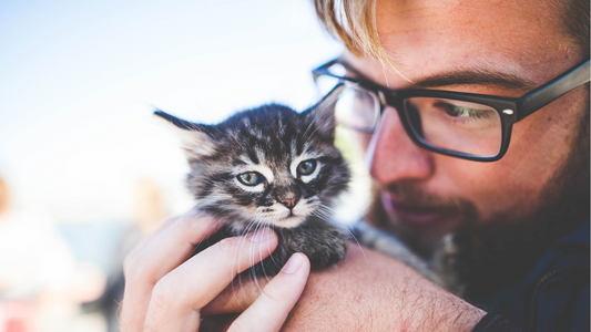 How To Be A Responsible Cat Owner