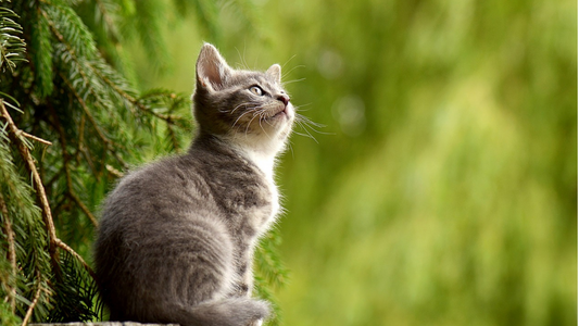 Great Gifts For Cat Lovers