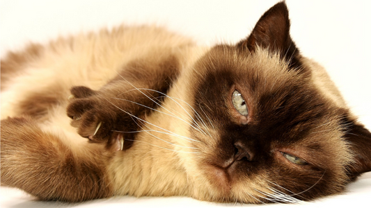 How To Stop Your Cat Scratching - Get Rid Of Those Fleas