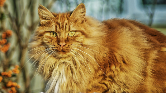 Helping Your Cat Stay Healthy