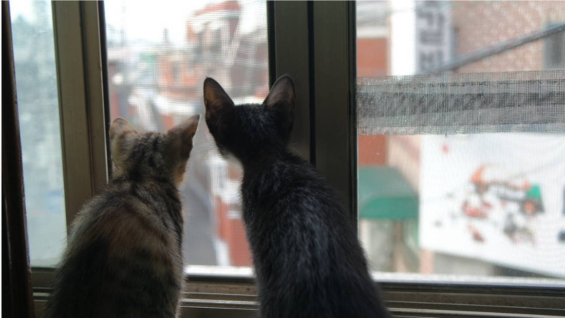 Litter Cleaning For Cats