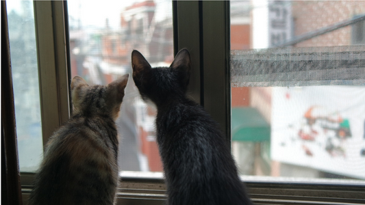 Litter Cleaning For Cats