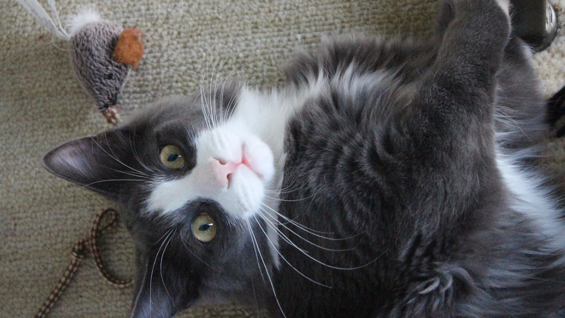 How To Select Cat Toys