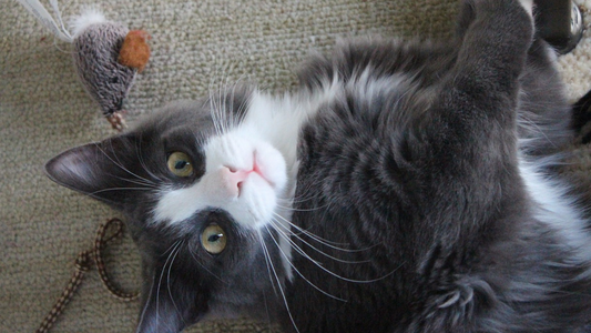 How To Select Cat Toys