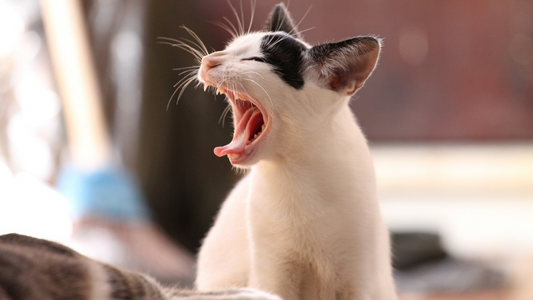 How To Stop Your Cat Scratching And Ruining Your Furniture