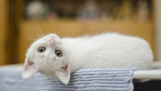 Protecting Cats From Cancer