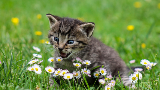 Learn About Real Cat Care