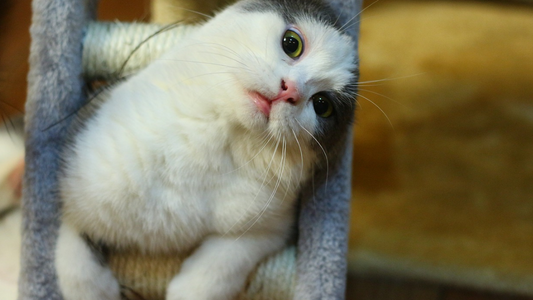 How To Keep Your Cat Or Kitten Amused For Hours