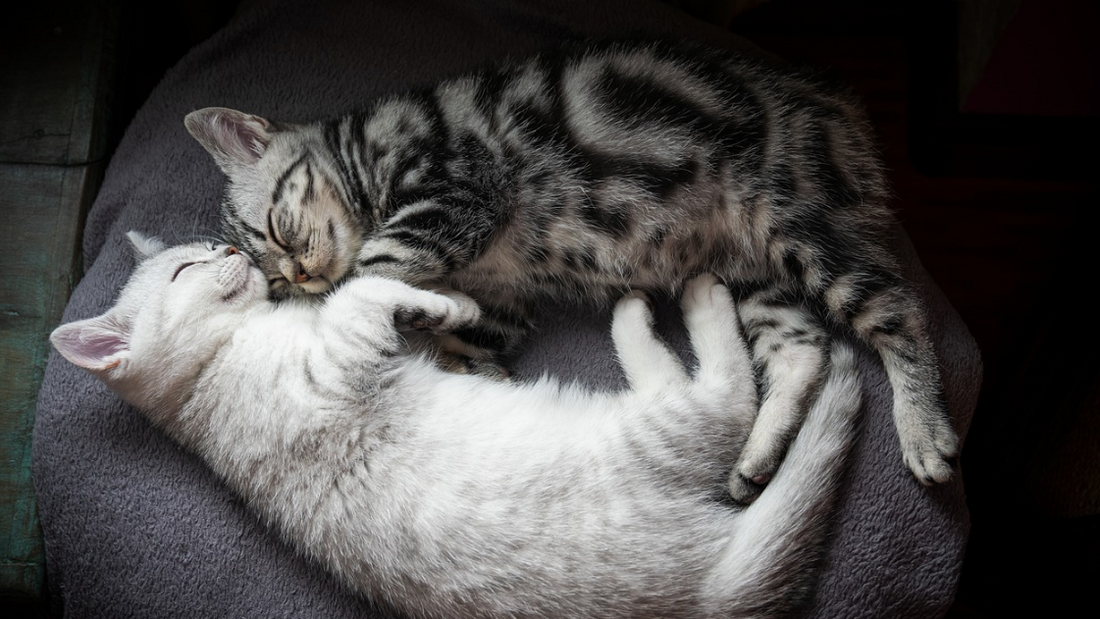 Introducing A New Kitten To Your Older Cat