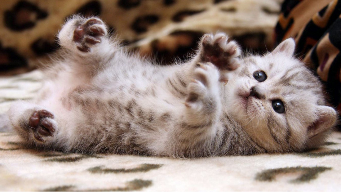 Is Your Cat Ready For Toilet Training? Here's 5 Ways You Can Tell.