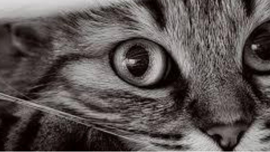 How Fast Will Your Cat Will Grow - The Important Stages In A Cat's Life