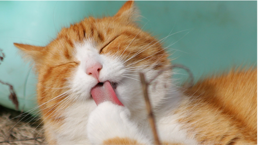 Groom Your Cat To Avoid Hairballs - Kitty Will Love You For It