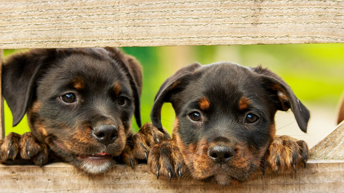 Are Dogs Safe From the Bird Flu?