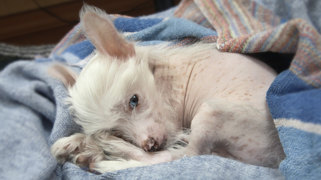 Discount chinese crested powder puff hypoallergenic Top Sellers