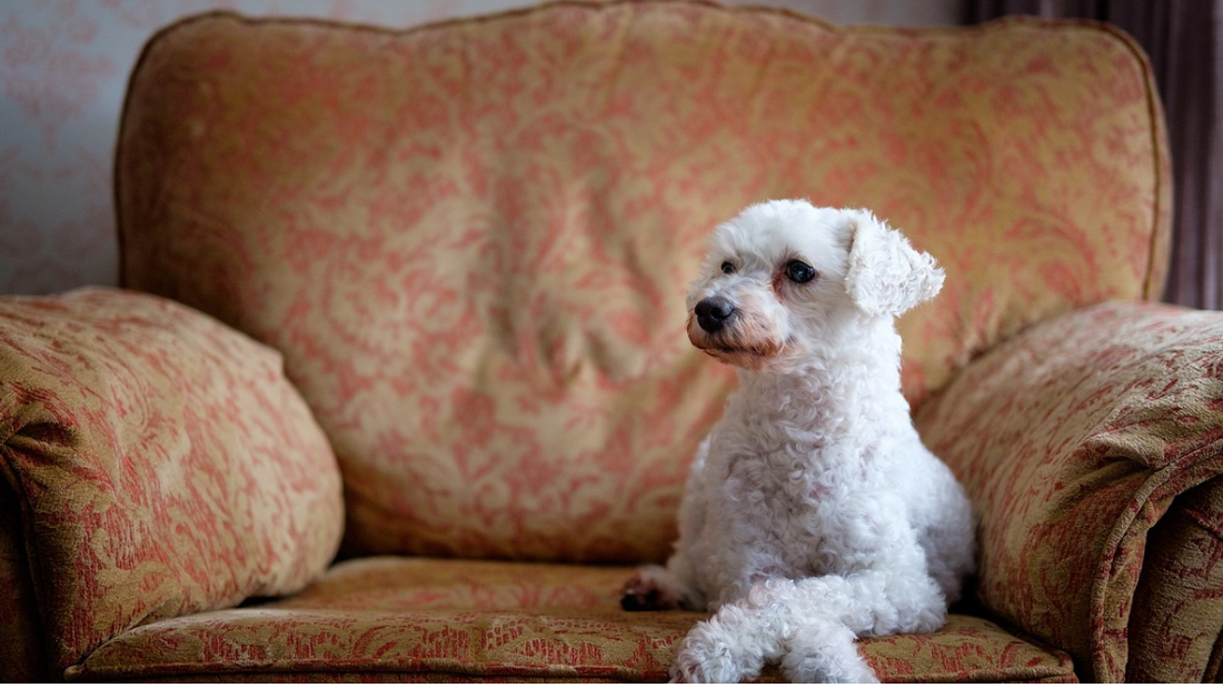 Types of Hypoallergenic Sporting Dogs