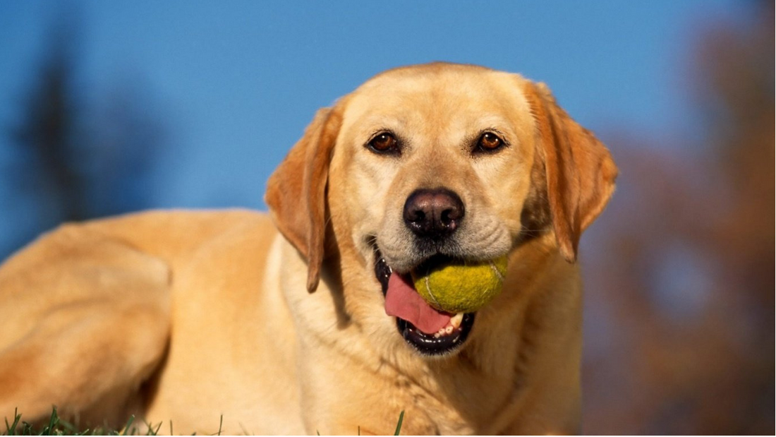 6 Easy Ways to Find a Good Dog Training Professional