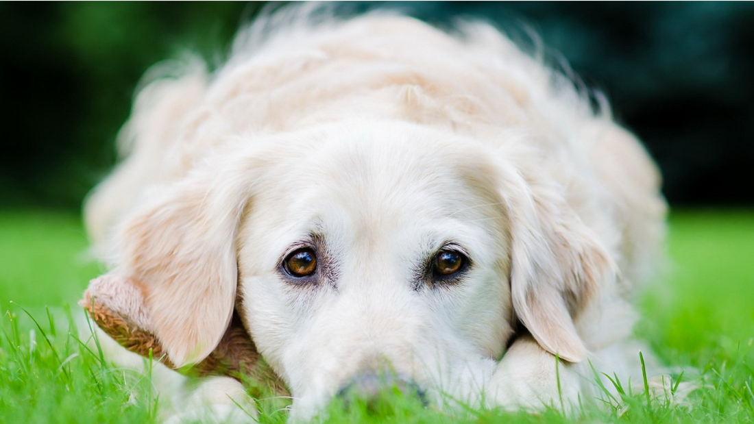 When Do You Use A Dog Seat Cover...?