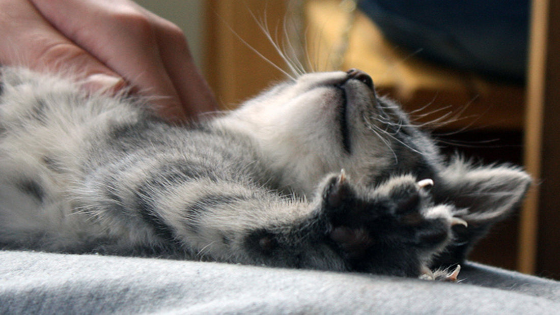 The Cruelty Of Claw Removal