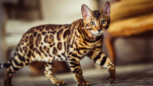 The Amazing Cat Species