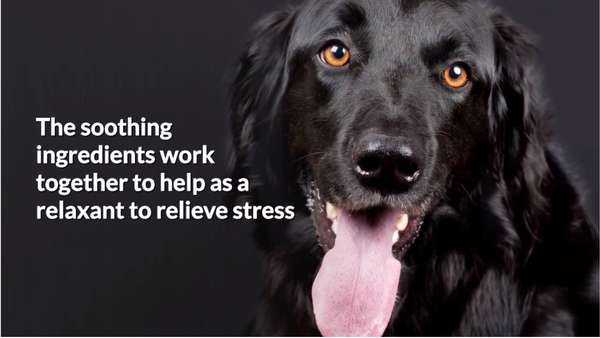 Dog Calming Treats- How To Relax My Dog