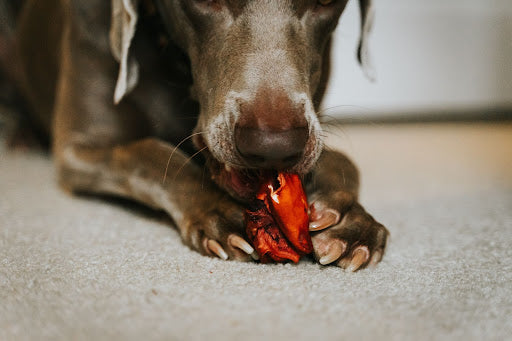 The 6 Most Dangerous Foods For Dogs