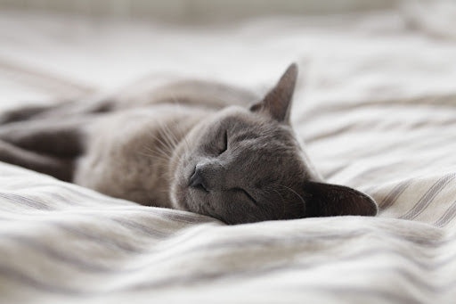Common Cat Health Problems And Their Symptoms