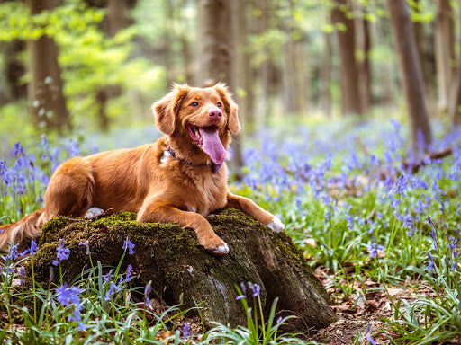 What Is In Dog Calming Treats?