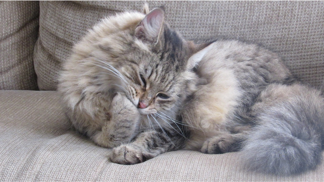 Grooming Your Cat