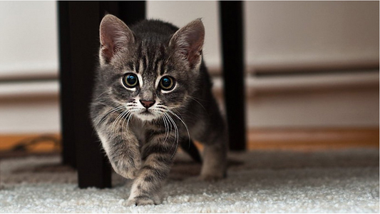 Three Tips to Successfully Moving With Your Cat