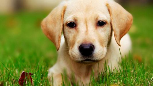 8 Steps To Grooming Your Dog's Ears