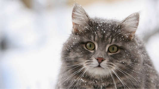 Top Toys That Your Cat Will Have A Ball With