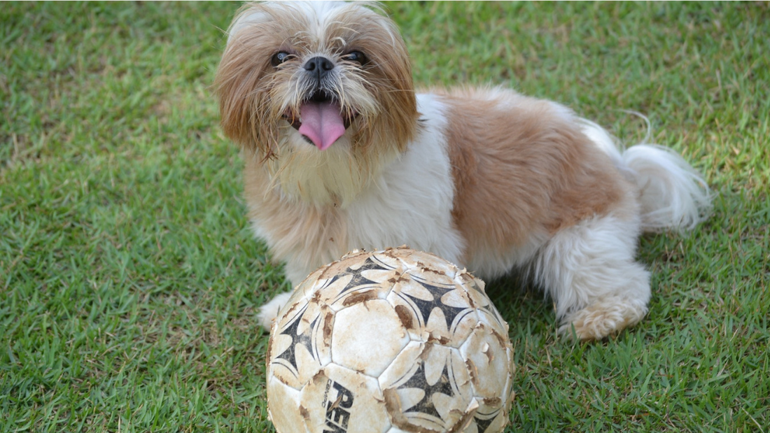 Small Hypoallergenic Dogs