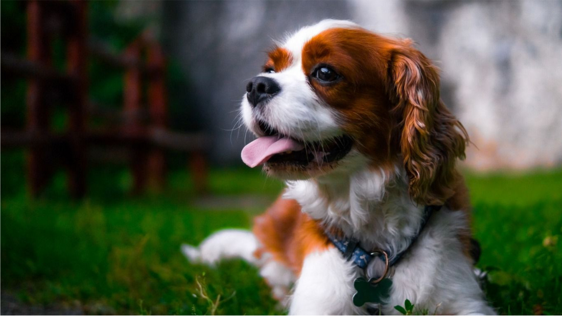 6 Steps To Grooming a Wavy or Curly-Coated Sporting Breed