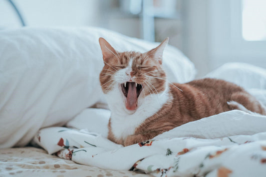 Why Does My Cat Yawn When She Sees Me?